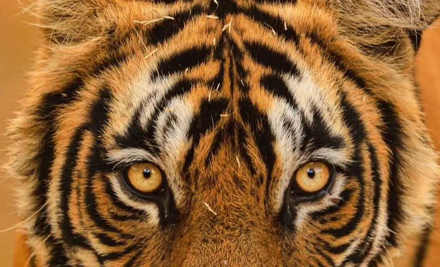 Representational Image | Photo: PTI