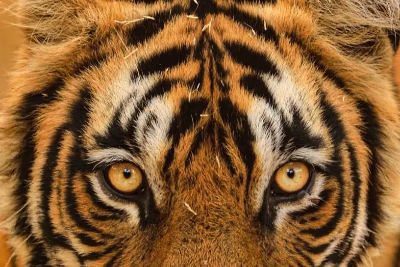 Calcutta HC rules compensation mandatory for death due to tiger attack
