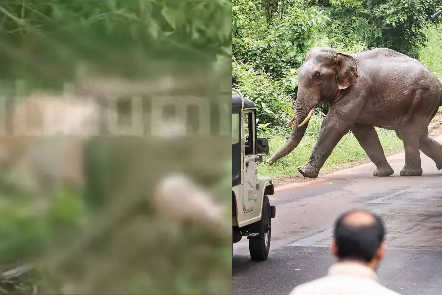 Wild jumbo in Ulikkal returns to forest; mystery shrouds over dead body sighted in the region