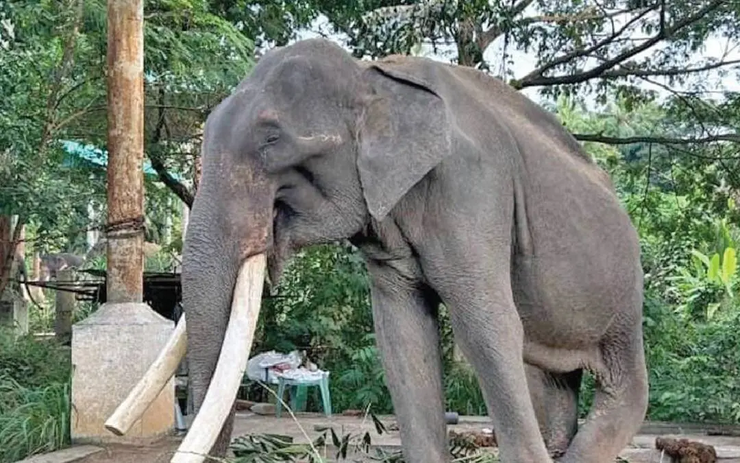 Tusker Mukundan