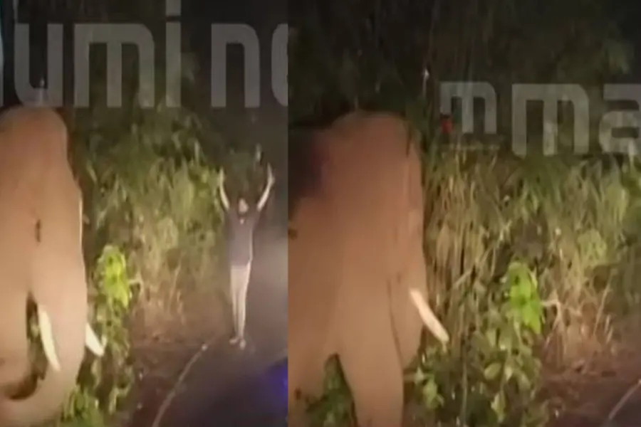 Wild tusker 'Kabali' turns violent after youth provokes it in Malakkappara