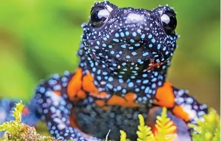 The photo of Galaxy Frog captured by Dr. Sandeep Das