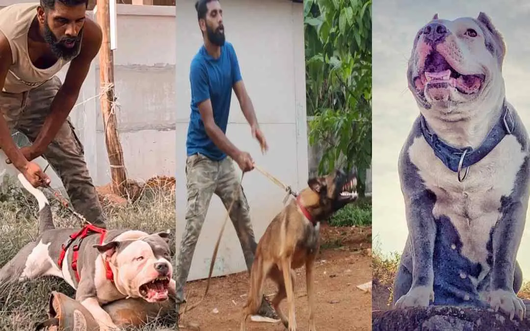 റോബിന്‍ സാമൂഹികമാധ്യമങ്ങളില്‍ പങ്കുവെച്ച ചില ദൃശ്യങ്ങള്‍ | Photo: Instagram