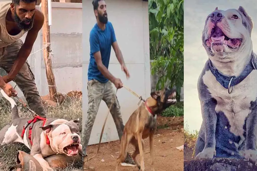 കടിച്ചുകീറാന് കുതിക്കുന്ന നായ്ക്കള്, റോബിന് ഒളിവില് തന്നെ; രാത്രി വന്ന രണ്ടുപേര് കസ്റ്റഡിയില്