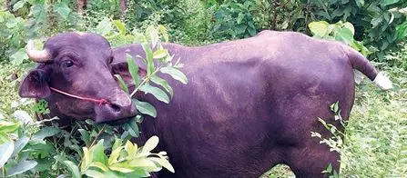 Buffalo's whose tail was chopped off | Photo: Mathrubhumi
