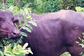 Kozhikode: Buffalo’s tail found chopped off after disagreement over animal's price