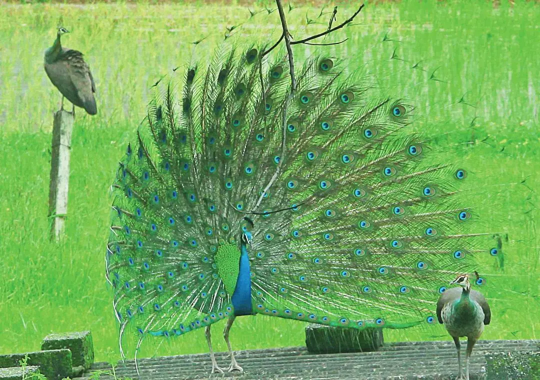 Representative Image- Peacocks