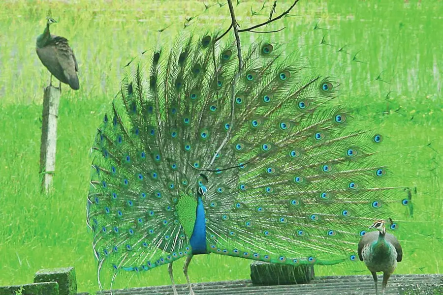 Increase in Peacock population in Kerala is sign of changing climate