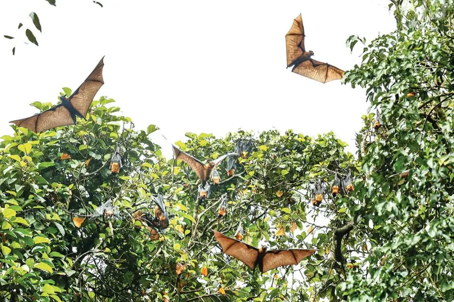 Virus not detected in bats from Nipah-affected areas, ambiguity of source continues