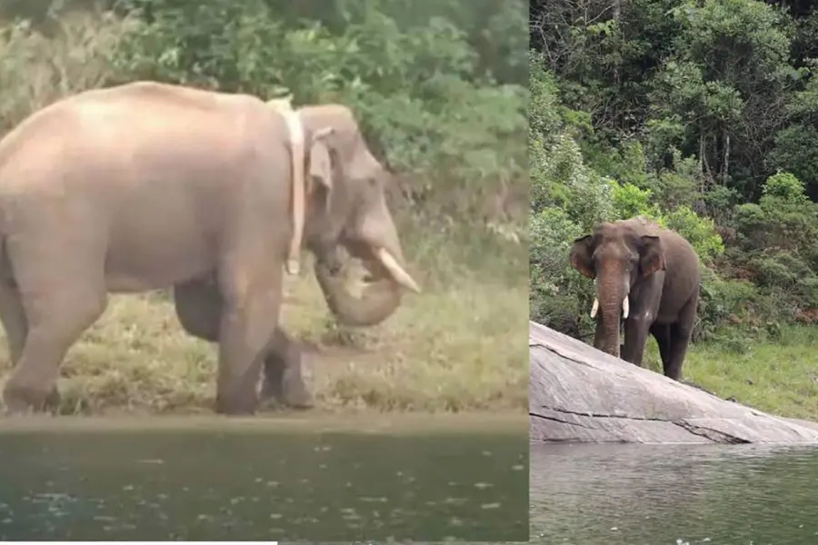 'Arikomban' sighted near densely populated tea estate in TN