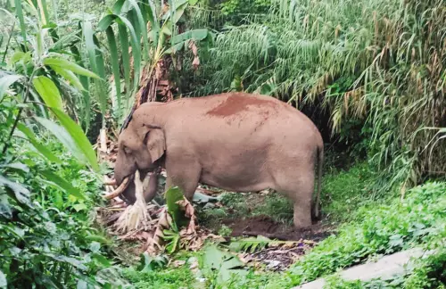 Wild elephant 'Padayappa,' (File Photo: MBI)
