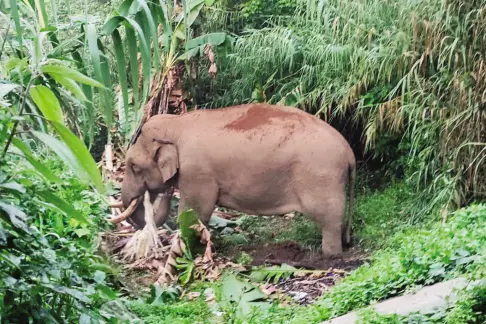 Wild elephant Padayappa enters residential area in Idukki