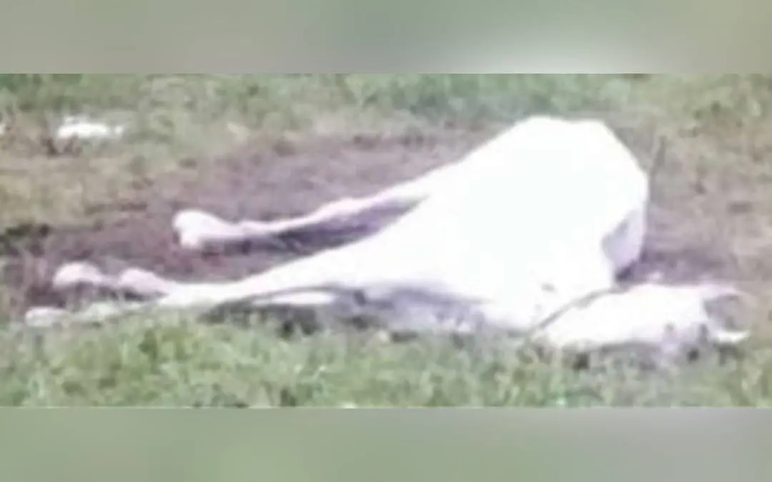 The horse at the Kappad beach after falling sick.