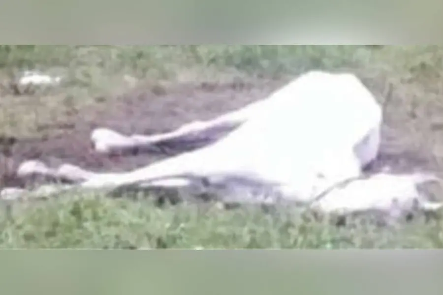Horse bitten by rabid dog in Kappad beach dies