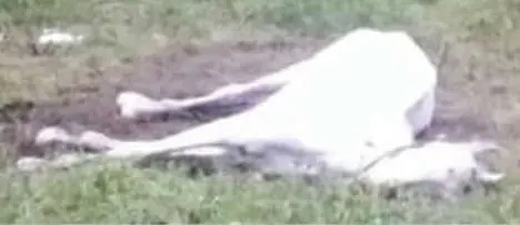 The horse fallen sick | Photo: Special Arrangement