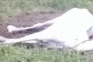 Horse, used for joyride on Kappad beach till recently, falls ill following stray dog bite