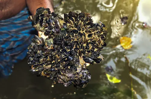 A fisherman in Kollam shows Caribbean false mussel (mytilopsis sallei), an invasive mussel species from Central and South America | Photo: PTI