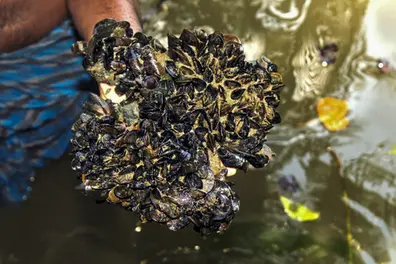 Invasive mussel species from Central and South America wiping out native variant in Kerala