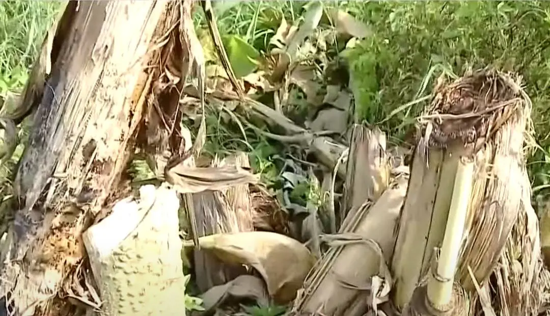 Banana plants cut by the national highway authorities.