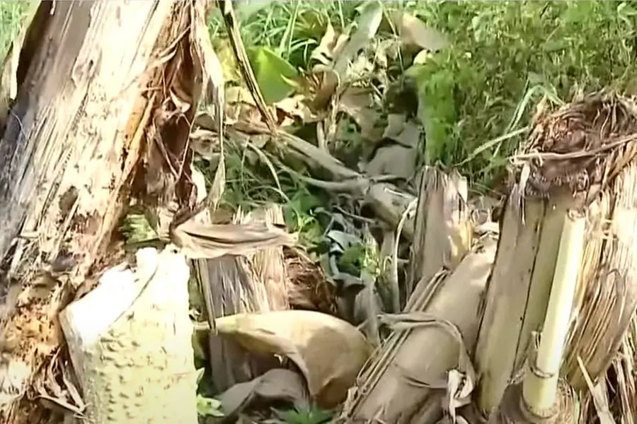 NHAI authorities cut off banana plants in plot adjacent to Mannuthy-Vadakkencherry NH