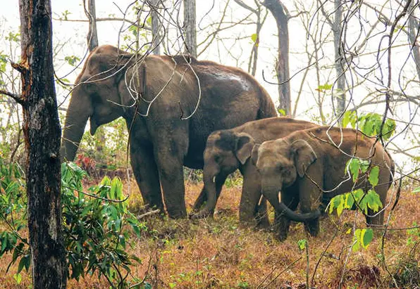Elephant herd spotted at Anakkayam Photo: Jilesh Chandran