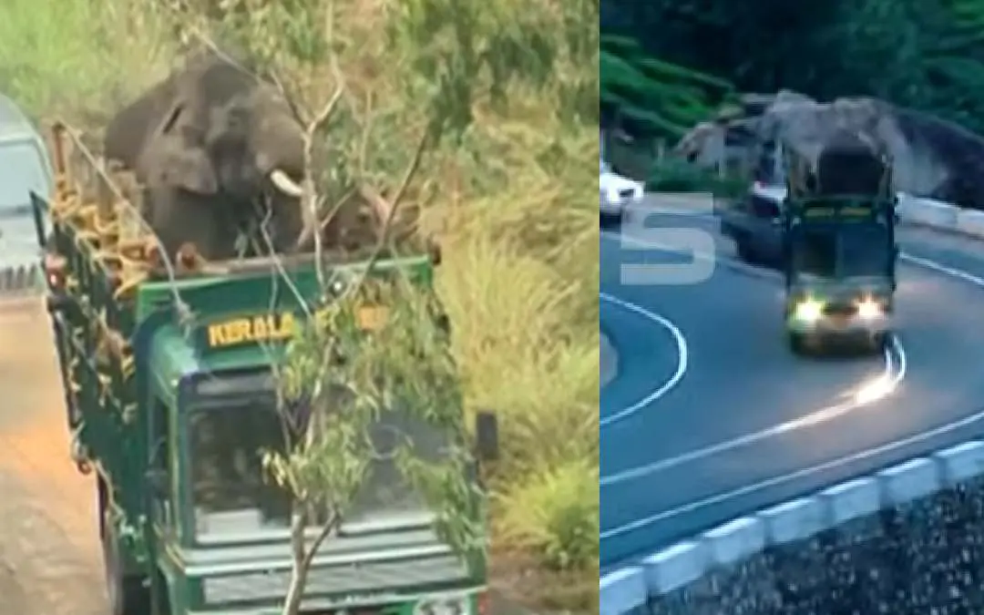 Arikomban being transferred | Videograb: YouTube/Mathrubhumi News