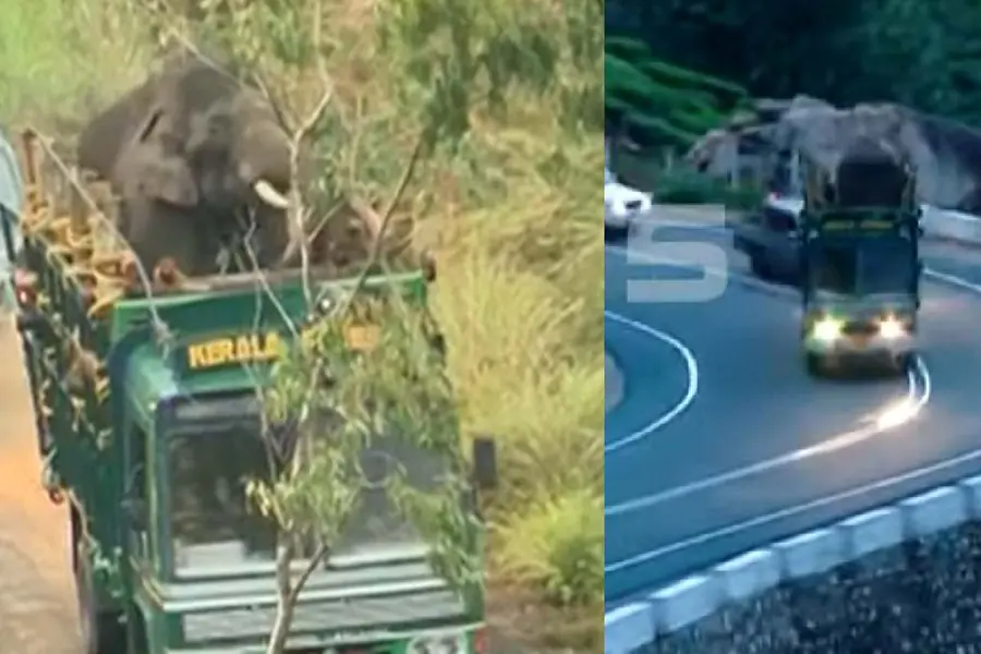 Arikomban taken to Periyar Tiger Reserve; curfew in Kumily