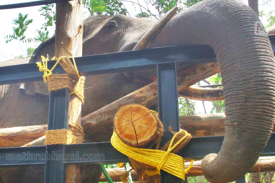 Vision loss of wild tusker PT-7: Kerala Forest Dept to conduct an eye surgery