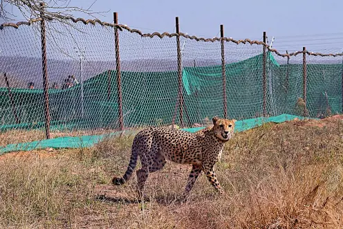 One more cheetah dies at Kuno National Park in Madhya Pradesh