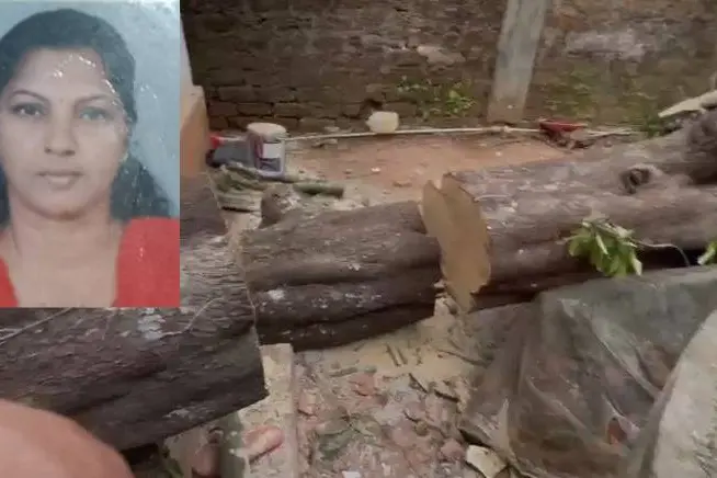Woman dies after tree falls on her in Kottayam, 2 injured | Mathrubhumi ...