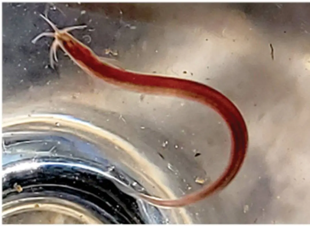 Pathala Eel Loach (Pangio Bhujia)