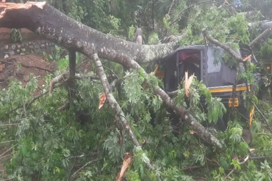 Strong, gusty winds hit Palakkad; Trees uprooted, houses damaged