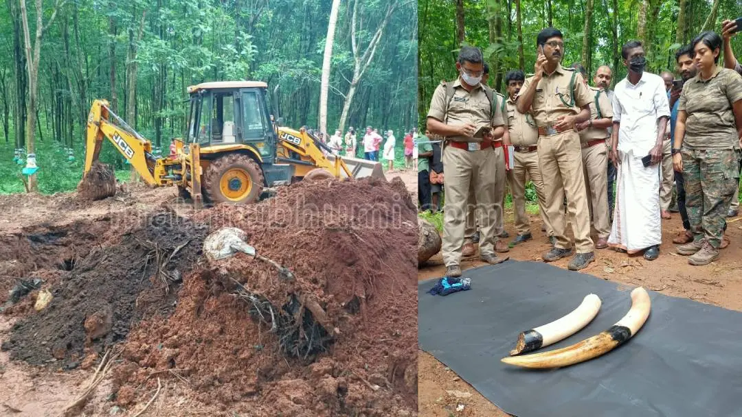 Recovered tusks