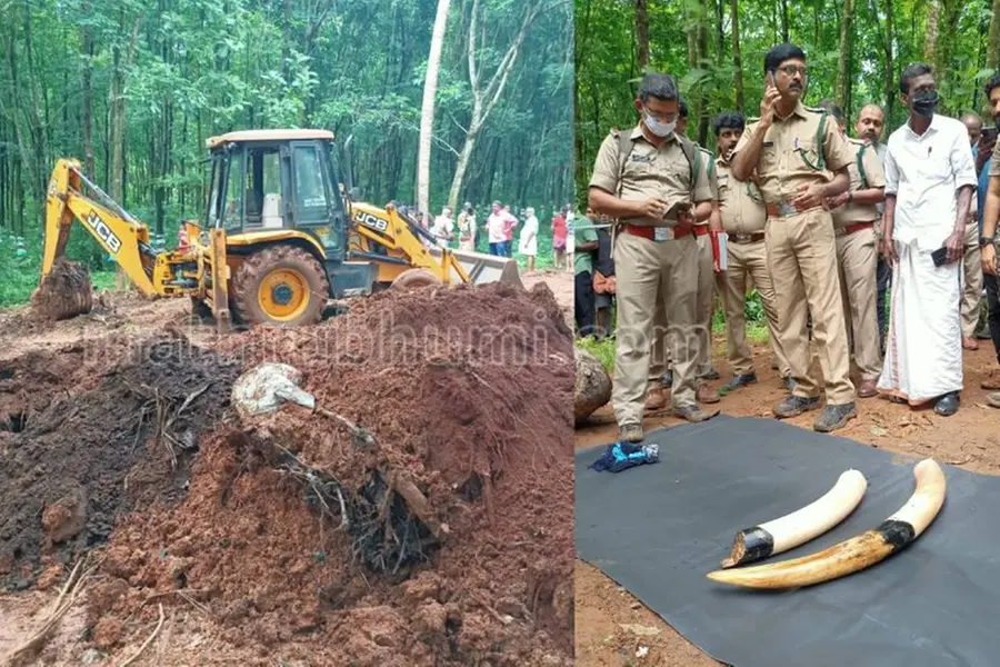 2-month old carcass of wild jumbo with chipped tusk found in Thrissur