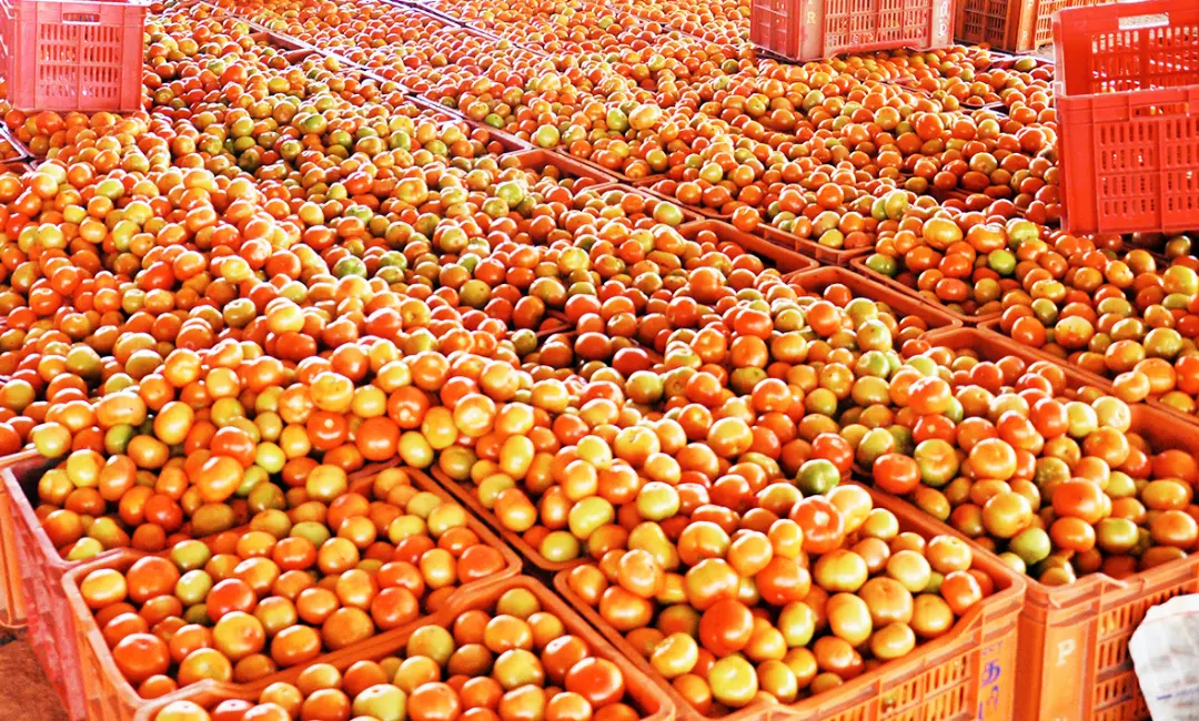 Tomato in market | Photo: Mathrubhumi Archives