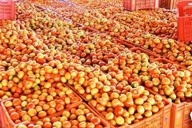 Tomato prices plummet to Rs 10/kg; farmers keep fingers crossed for Onam season
