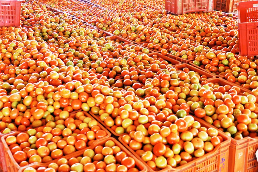 Tomato price nosedives to Rs 4 per kilo on Kerala borders