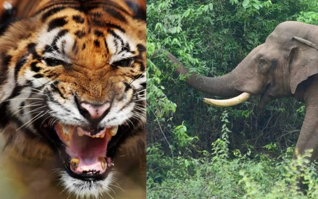 Representational Image | Mathrubhumi