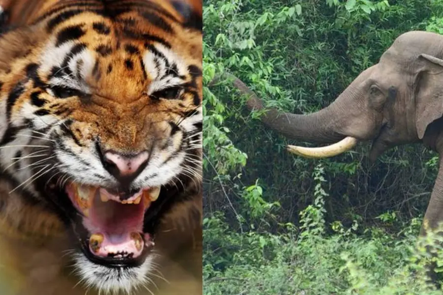 Two kumkis to aid forest officials nab tiger on the prowl in Wayanad