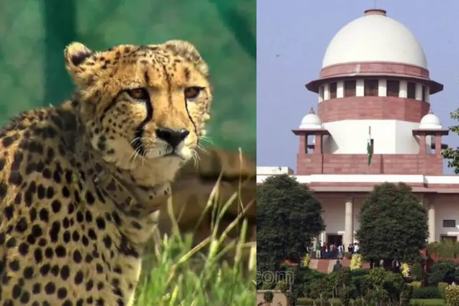 Deaths of translocated cheetahs: SC expresses concern, says it does not present good picture