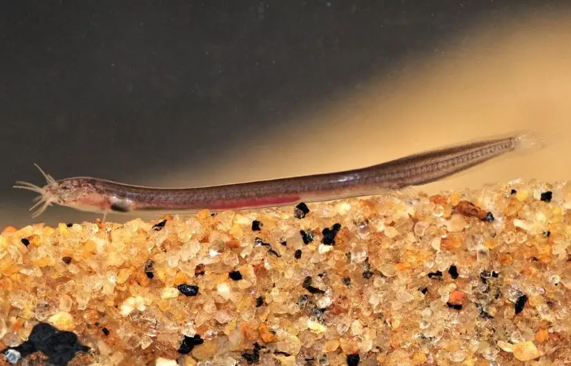 Pathala Eel Loach | Photo: Instagram/leonardodicaprio