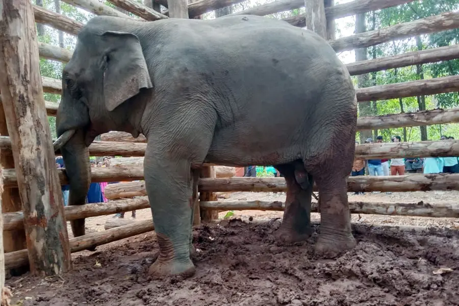 Elephant lovers allege mystery over PT 7’s vision loss, likely to lodge complaint