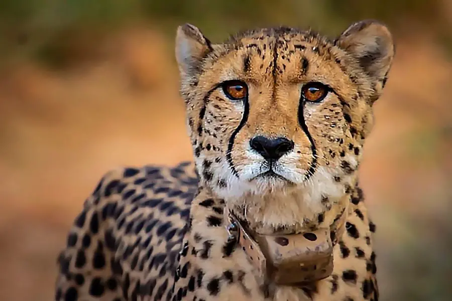 India's Cheetah reintroduction project: Experts suggest more prominent role for experienced vets