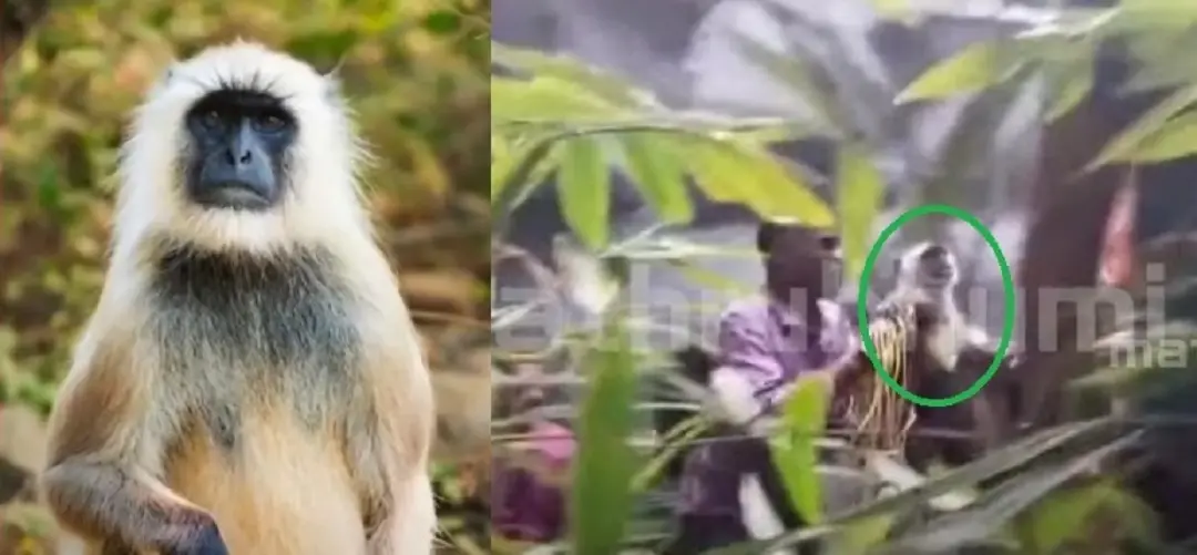 Representative Image-Visual of monkey after being captured | Photo: Mathrubhumi News