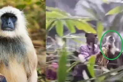 Watch: Hanuman monkey captured after escape from TVM Zoo nearly a month ago