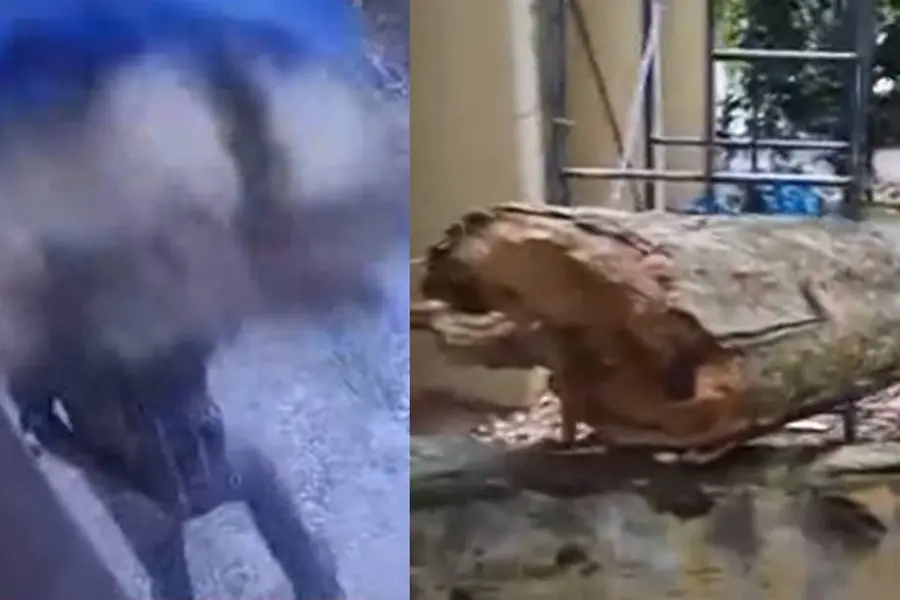 Treasury officer severely injured after tree uproots, falls over him in TVM | Video