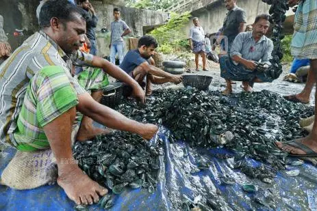 Mussels production witnesses 160% increase in Malabar region: CMFRI