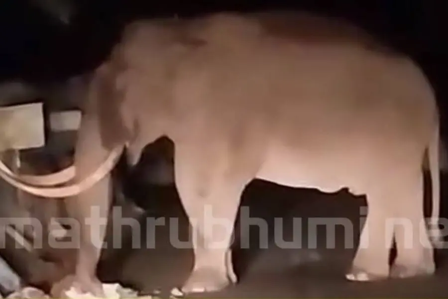Wild tusker Padayappa returns to Munnar, vandalises shops, disrupts traffic