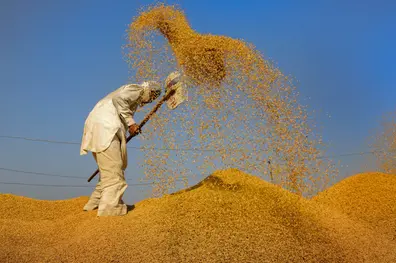 Kerala farmers yet to receive payments for procured paddy, protests erupt