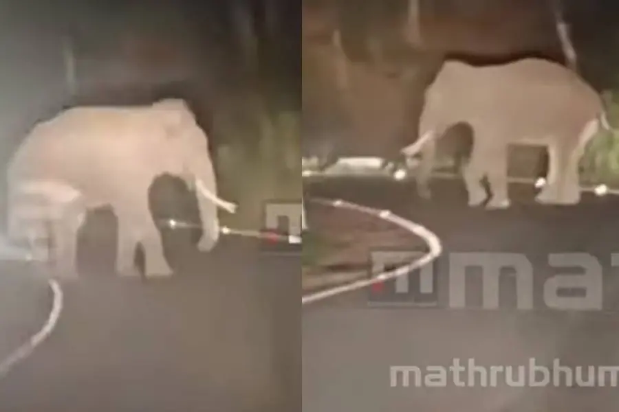 Wild tusker creates ruckus in Mattupetty